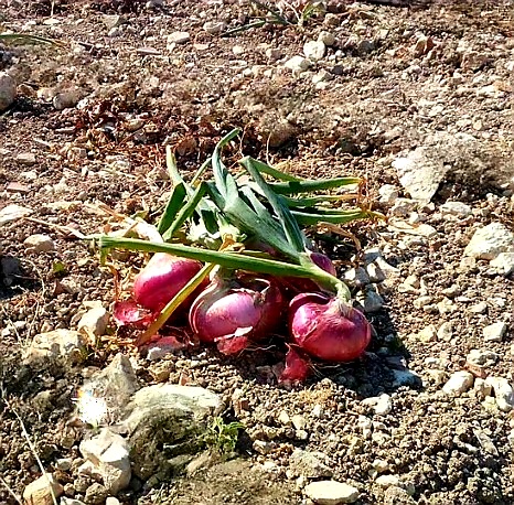 CIPOLLA DI BISACQUINO